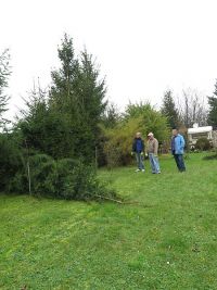 Weihnachtsbaumsetzen