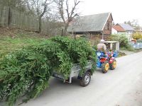 Weihnachtsbaumsetzen