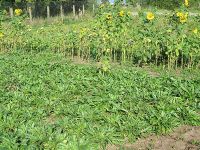 Vorbereitung Waidfest - Waidernte in Rohrborn