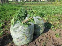 Vorbereitung Waidfest - Waidernte in Rohrborn