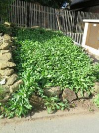 Vorbereitung Waidfest