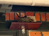 Weiterbrüten ist angesagt