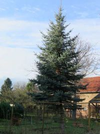 Weihnachtsbaumsetzen 2017