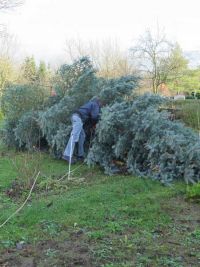 Weihnachtsbaumsetzen 2017