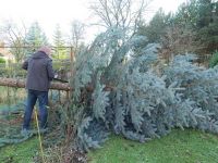 Weihnachtsbaumsetzen 2017