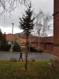 Das Ende des Weihnachtsbaumes