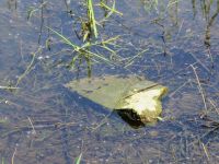 Frühjahrswanderung 2018