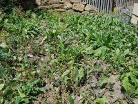 Waidbeet am 26.6.2018