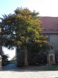 Herbstfahrt - Rabenvoliere