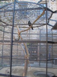 Herbstfahrt - Rabenvoliere