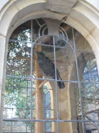 Herbstfahrt - Raben am Schloss