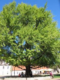 Herbstfahrt - Baum im Schlosshof
