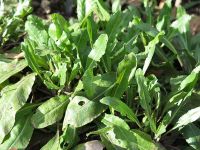 Waidbeet im Jahr 2021