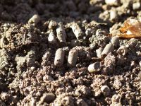 Waidbeet im Jahr 2021