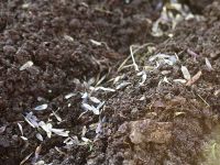 Waidbeet im Jahr 2021