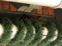 Amsel beim Brutgeschäft