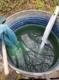 Waidfärbung am 1.5.2022