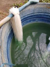 Waidfärbung am 1.5.2022