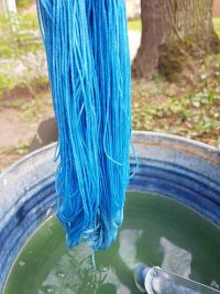 Waidfärbung am 1.5.2022