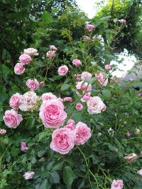 Vereinssommerfest 2023