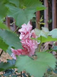 Vereinssommerfest 2023