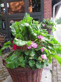 Vereinssommerfest 2023