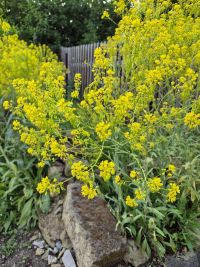 Waid-Neuaussaat 2025