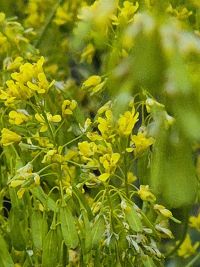 Waid-Neuaussaat 2025