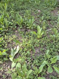 Waid-Neuaussaat 2025