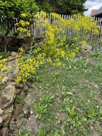 Waid-Neuaussaat 2025