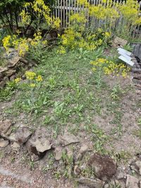 Waid-Neuaussaat 2025