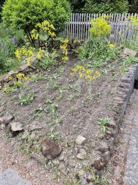 Waid-Neuaussaat 2025