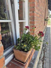 Museumsbepflanzung 2025