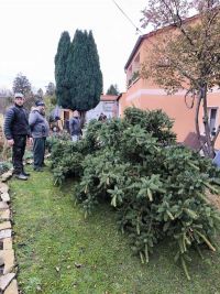 Weihnachtsbaumsetzen 2025