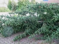 Weihnachtsbaumsetzen 2025