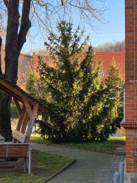 Weihnachtsbaumsetzen 2025