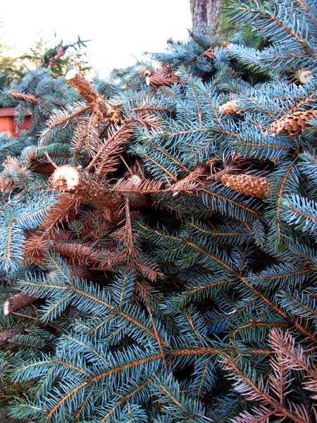 Das Ende des Weihnachtsbaumes